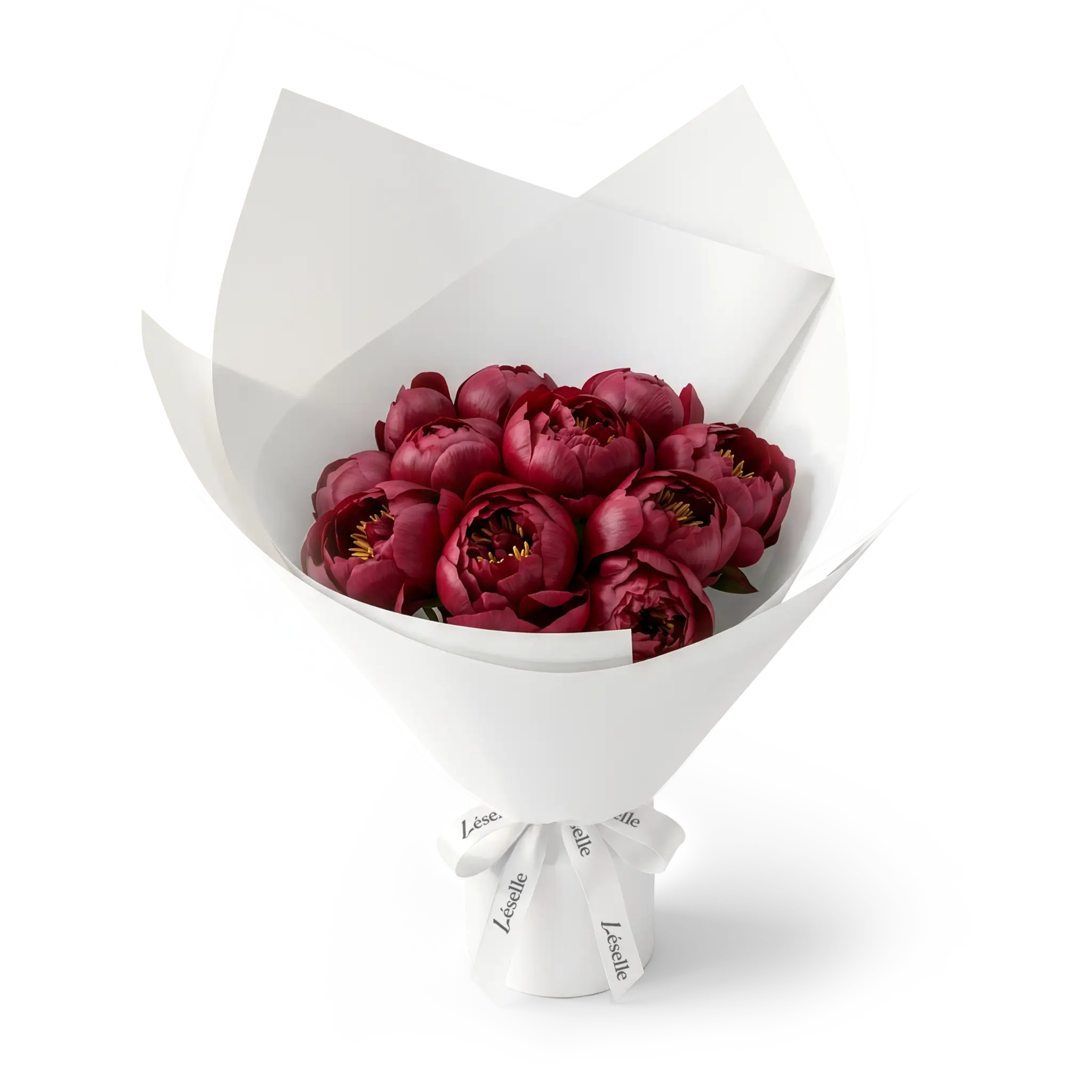 Bouquet of burgundy peonies wrapped in white paper with a white ribbon on a transparent background