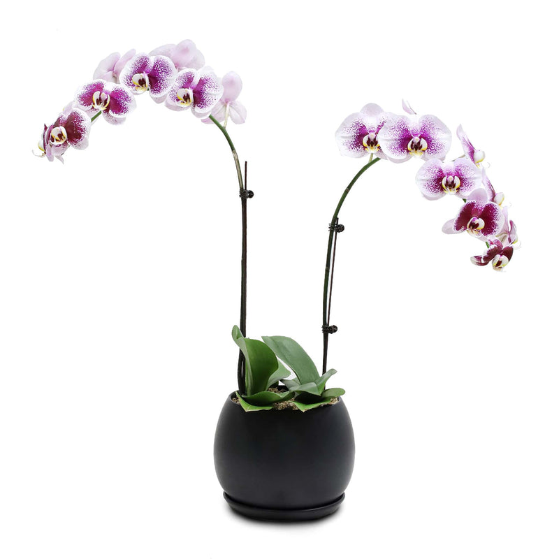 Fresh Orchid Bowl - Night Pearl Phalaenopsis - 1-3 Stems