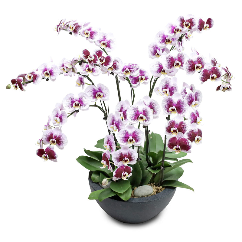 Fresh Orchid Bowl - Night Pearl Phalaenopsis - 5+ Stems
