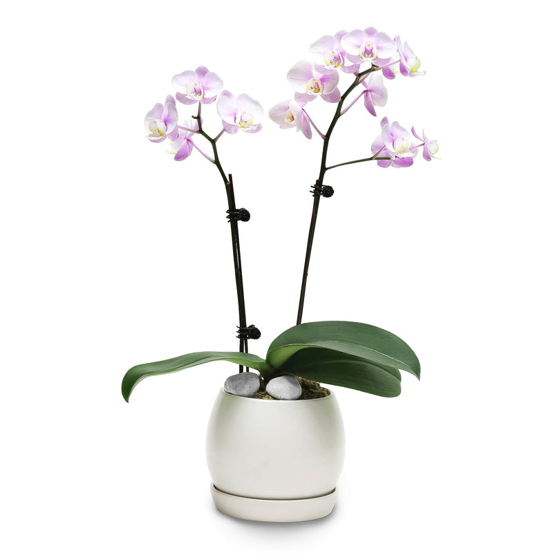 Fresh Orchid Bowl - Pale Pink Phalaenopsis (S)