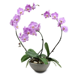 Fresh Orchid Bowl - Pink Phalaenopsis (L) 1-3 Stems