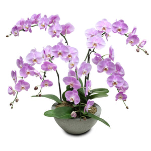 Fresh Orchid Bowl - Pink Phalaenopsis (L) 5+ Stems