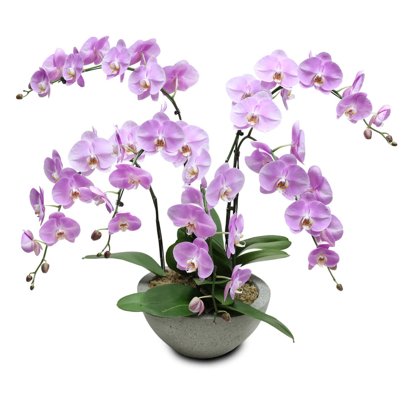 Fresh Orchid Bowl - Pink Phalaenopsis (L) 5+ Stems