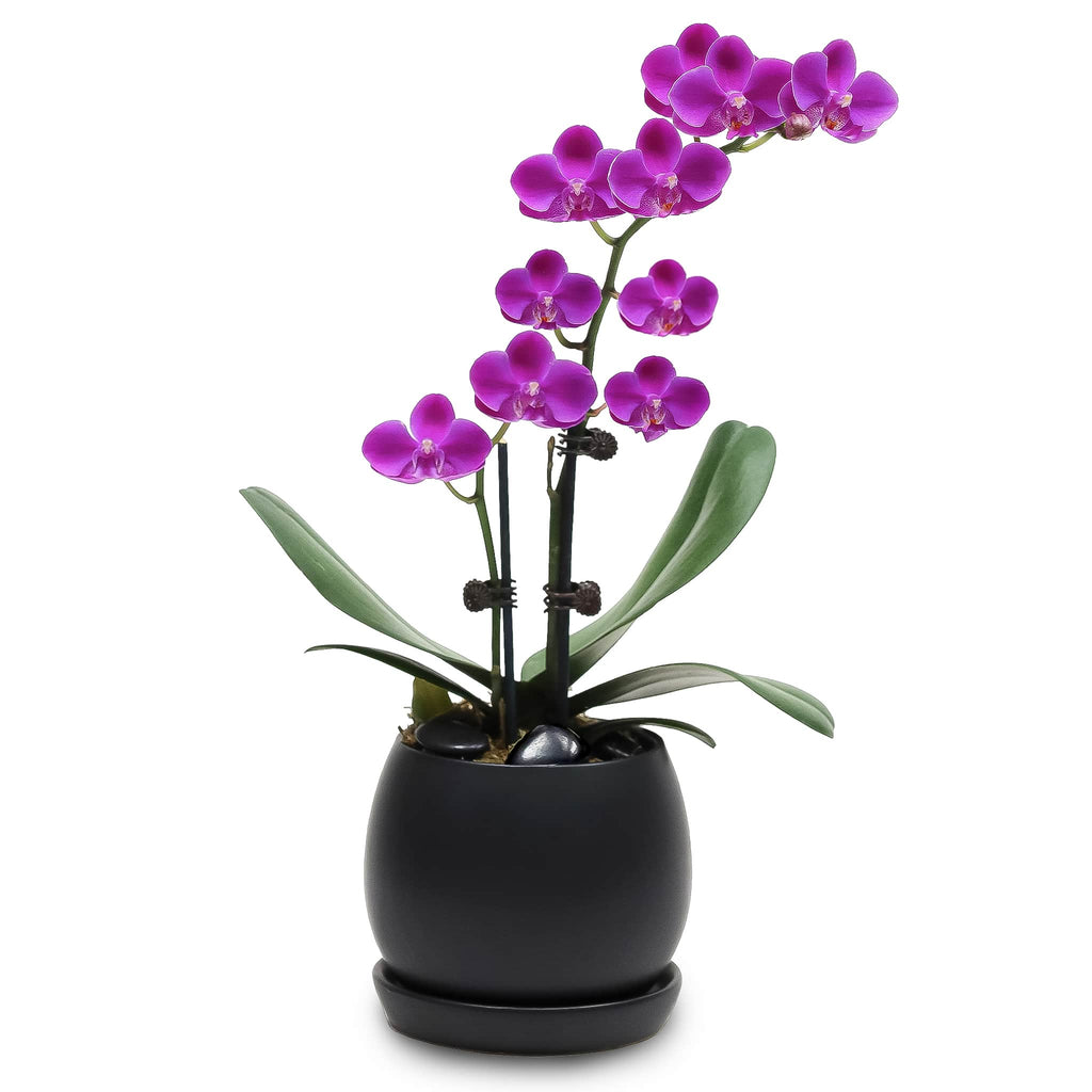Fresh Orchid Bowl - Purple Phalaenopsis (S)