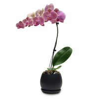 Fresh Orchid Bowl - Rosewood Phalaenopsis - 1-3 Stems