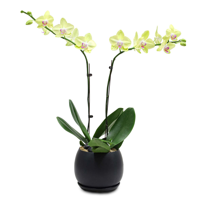 Fresh Orchid Bowl - Yellow Phalaenopsis (L) 1-3 Stems